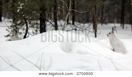 Snesko harer