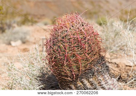 nature, botany and floral concept - close up of barrel cactus growing in desert