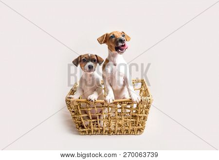 Two white cute jack russell terrier puppies in busket on light background