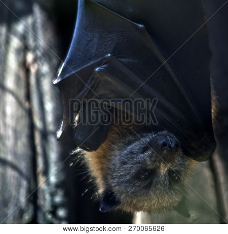 The Fruit Bat Is Hanging Fron The Ceiling