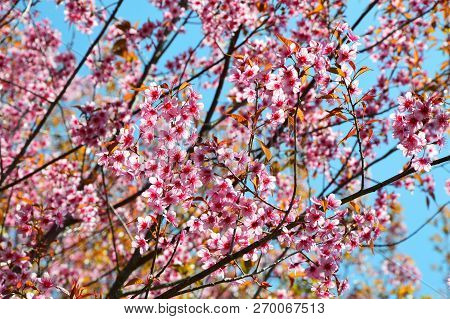 Wild Himalayan Cherry / Tree Of Pink Flower Wild Himalayan Cherry Blossoming In Forest Spring Blue S