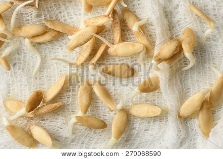Sprouted Seeds Of Cucumbers On White Gauze Fabric Close-up