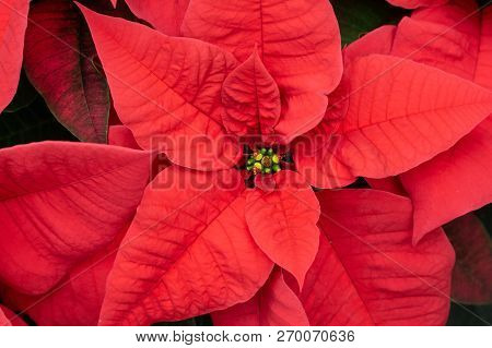 Close-up Of Beautiful Red Poinsettia Blooming Just In Time For Christmas