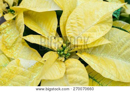 Beautiful Yellow Poinsettia Blooming In Time For The Christmas Holiday.