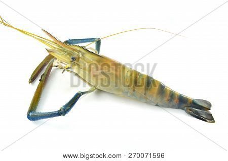 Fresh Shrimp Isolated / Raw Shrimp On White Background - The Big Blue Claw Shrimp Or Prawn For Cook 