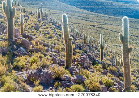 Group Of Huge Trichoreus Cactii On A Hill In The Surroundings Of Salar De Uyuni Salt Flat, Bolivia