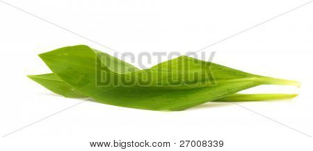Świeże liście ramson