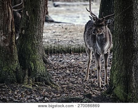 Fallow Deer Spotted In Enclosure Searches The Falling Autumn Leaves And Looks For The Fallen Acorns.