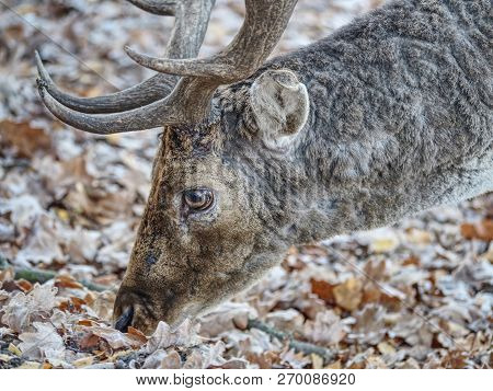 Sturdy Fallow Deer Feeds On Beechnut Hidden In Dry Leaves.