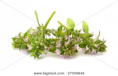 Thymus serpyllum kekik