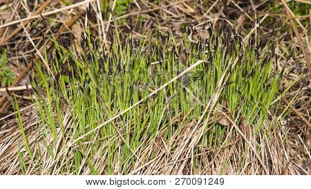Blooming Black Or Common Sedge, Carex , Close-up With Bokeh Background, Selective Focus, Shallow Dof