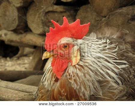 Kogut kogut chanticleer