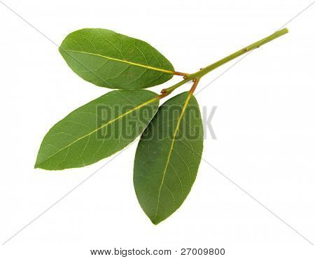 erva aromática de Laurel bay