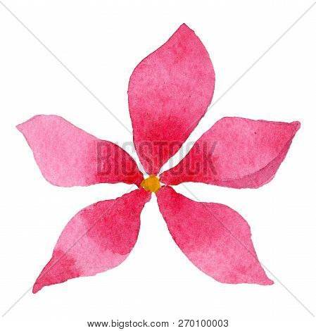 Pink Phlox Flower. Isolated Phlox Illustration Element. Watercolor Background Illustration Set.