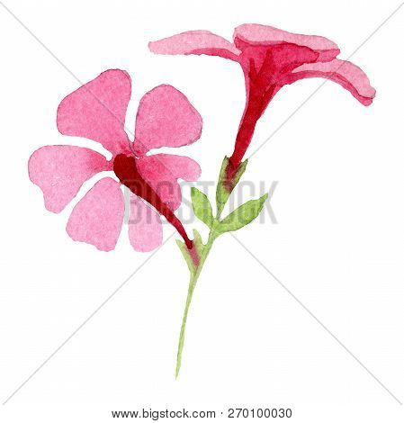 Pink Phlox Flowers With Green Leaves. Isolated Phlox Illustration Element. Watercolor Background Ill