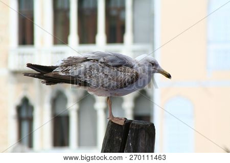 Venice, A Seagull Posing On A Bricola