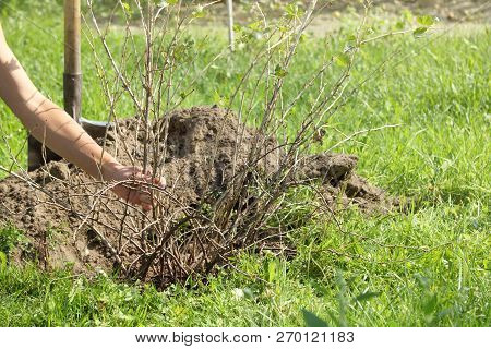 Gardener Neatly Planted In The Pit A Large Bush Garden Currant / Autumn Work In The Garden