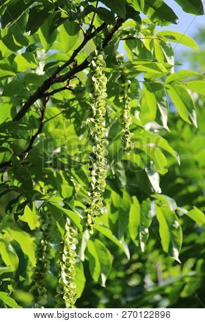 The Beautiful And Elegant Green Foliage And Flowers Of Pterocarya Fraxinifolia Also Known As  Caucas