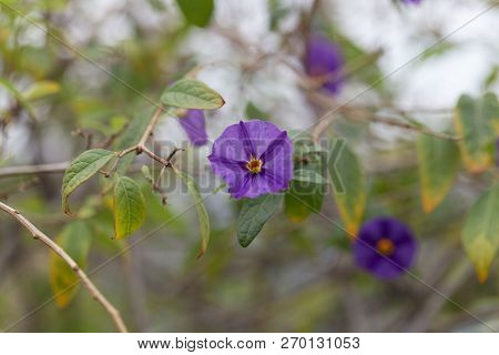 Paraguay Nightshade (lycianthes Rantonnetii)