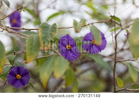 Paraguay Nightshade (lycianthes Rantonnetii)