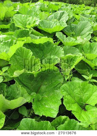 Butterbur ออกจากโรงงาน Petasites ที่ มีขนาดใหญ่