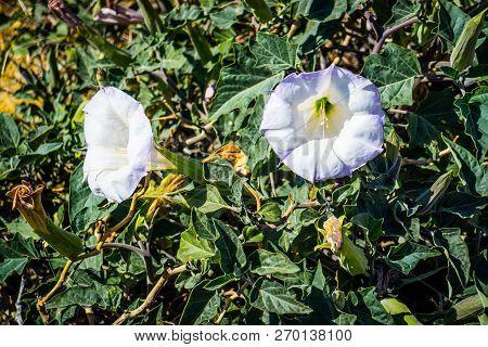 Purple Moonflowers Plants In Palm Spring, California
