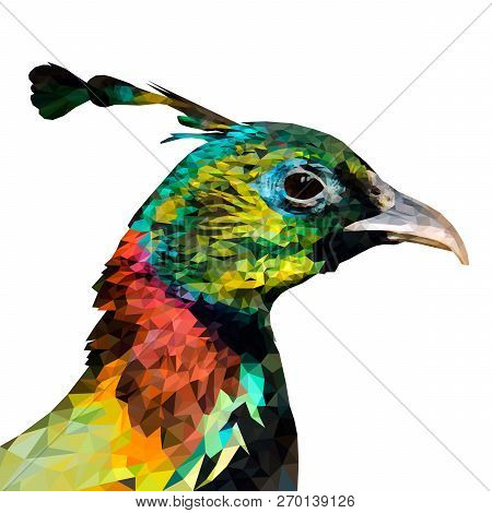 Isolated Himalayan Monal. Vector Illustration. Portrait Of Bird.