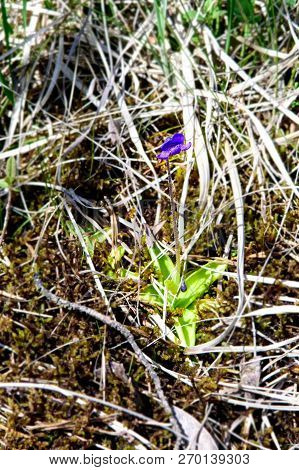 Close Up Of Common Butterwort (pinguicula Vulgaris) Shot In Wet Natural Habitat.