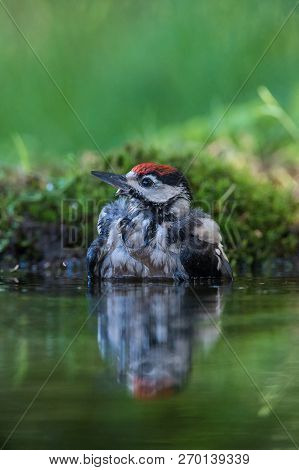 The Great Spotted Woodpecker, Dendrocopos Major Is Sitting At The Forest Waterhole, Reflecting In Th