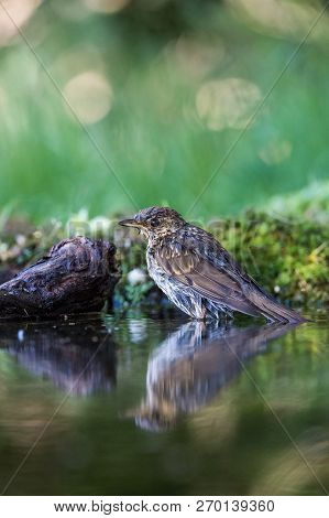 The Song Thrush Or Turdus Philomelos Is Sitting At The Waterhole In The Forest Reflecting On The Sur