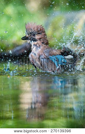 Eurasian Jay, Garrulus glandarius is sitting at the forest waterhole, reflecting in the  surface, pr