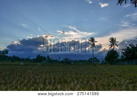 Beautiful Rice Fields In The Afternoon In Sigi Central Sulawesi Indonesia