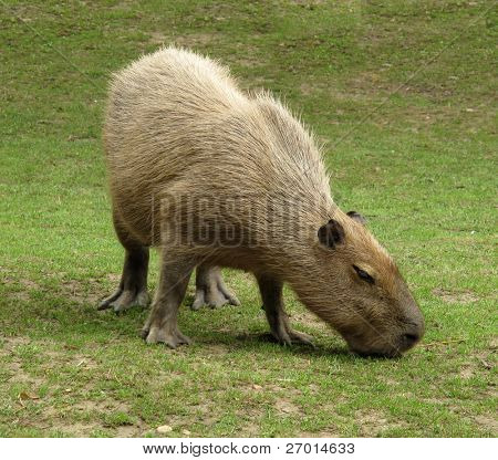 Roedor maior de Capivara capibara