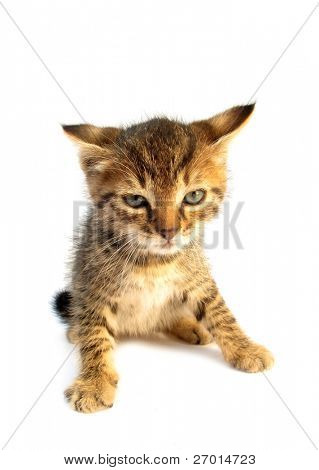 Baby kitty kočka