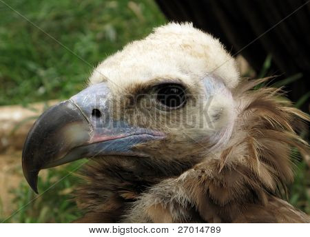 Cinereous Vulture portrait