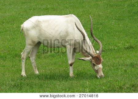 Addax antilope