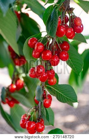Cherry Tree Orchard With Fresh Ripe Cherries Fruits Near Cipy Turi, Capital Of Cherry In Apulia, Ita