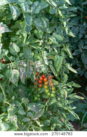 Bio Farming In Italy, Cultivation Of Sweet Cherry Tomatoes In Greenhouse, Agriculrutal Region Near F