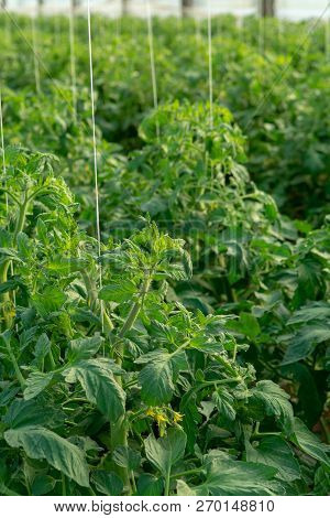 Bio Farming In Italy, Cultivation Of Tomatoes In Greenhouse, Agriculrutal Region Near Fondi, Lazio,