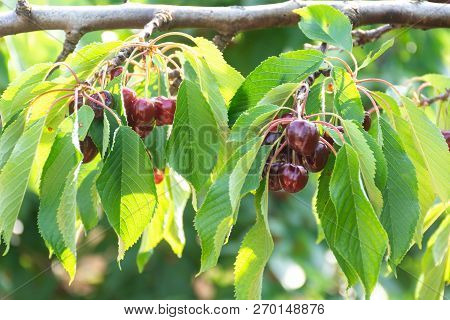 Cherry Tree Orchard With Fresh Ripe Cherries Fruits Near Cipy Turi, Capital Of Cherry In Apulia, Ita