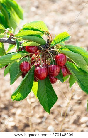Cherry Tree Orchard With Fresh Ripe Cherries Fruits Near Cipy Turi, Capital Of Cherry In Apulia, Ita