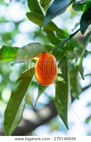 Tropical Small Ripe Orange Citrus Fruits Kumquats On Tree, Close Up, Ready To Harvest