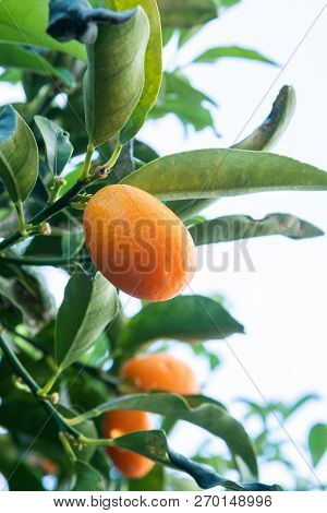 Tropical Small Ripe Orange Citrus Fruits Kumquats On Tree, Close Up, Ready To Harvest