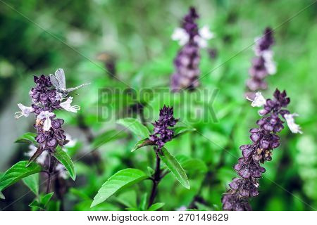 Thai Basil Outdoor Cultivation Of Useful Plants In The Garden