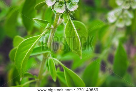 Flowering Lemon Basil Useful Spice Harry Basil Thai Lemon Basil