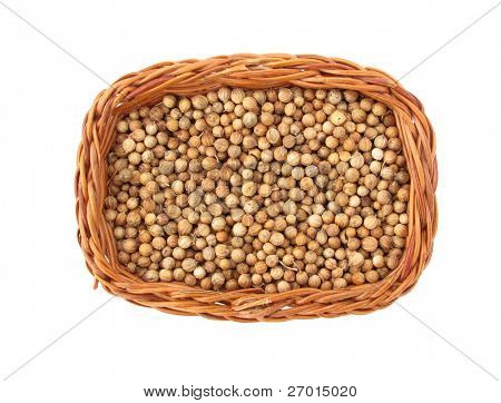 Coriander