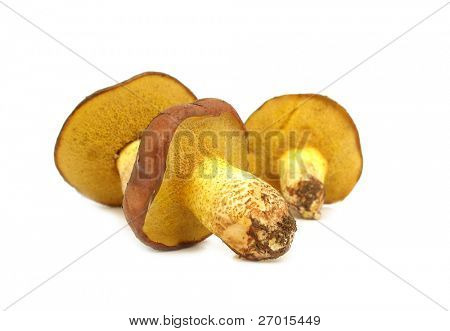 Suillus granulatus piangente porcino funghi