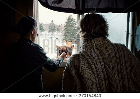Wild Mountain Farm , Canning , Nova Scotia / Canada - Dec 31 2017 : Two Woman Playing And Feeding A 