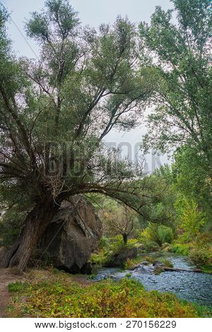 Travel To Turkey - Green Trees In Old Gorge Of Ihlara Valley In Aksaray Province In Cappadocia In Sp