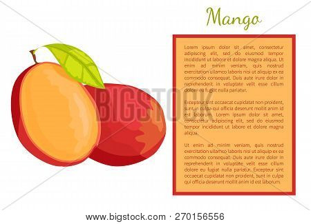 Mango Exotic Juicy Stone Fruit Whole And Cut Poster Frame For Text. Tropical Edible Food, Dieting Ve